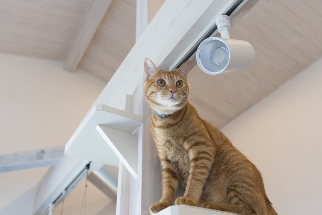 お引越し後に家族に加わったネコのこはくちゃん。