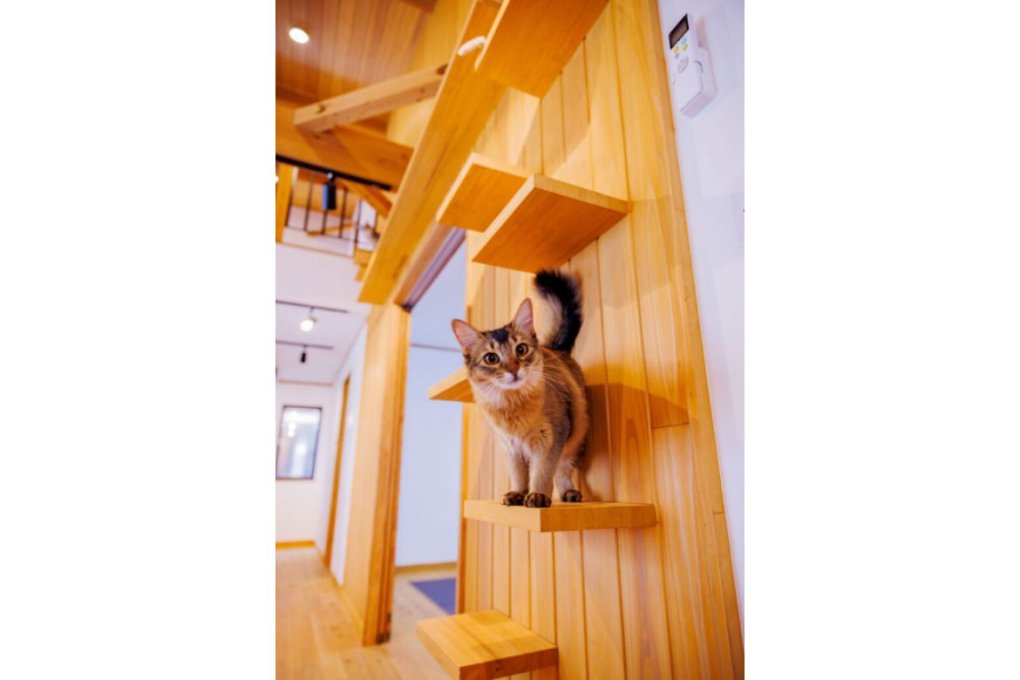 こちらはネコちゃんのためのキャットウォーク。