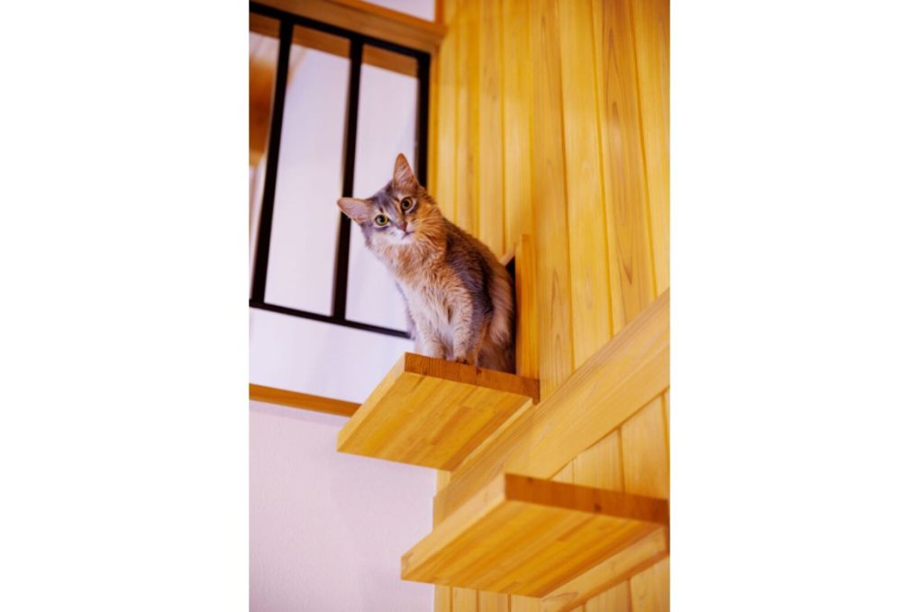 先住ネコの「テンちゃん」は人みしりなため、高いところから私たちを観察中。